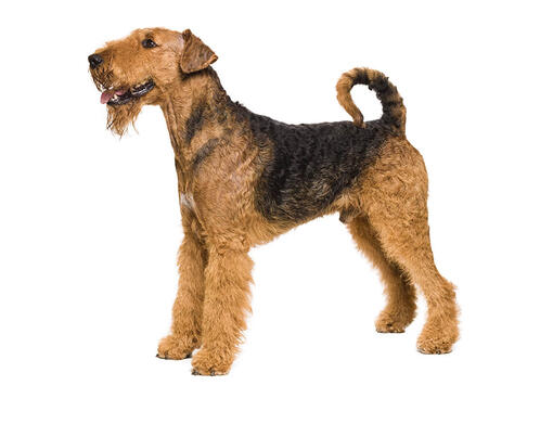 Airedale Terrier Dog Breed Information Purina